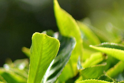 Green Tea Processing after Harvest